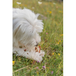 Bullduck with Rawhide & Duck