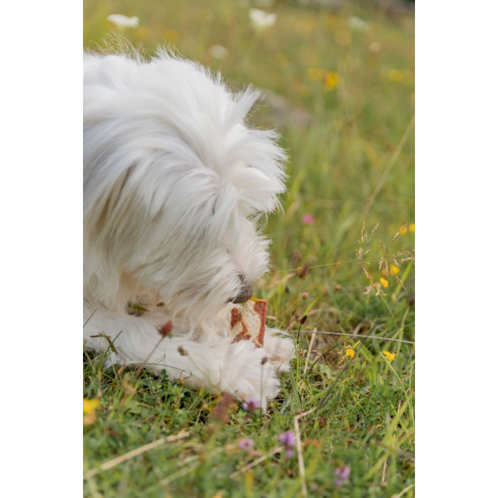 Bullduck with Rawhide & Duck