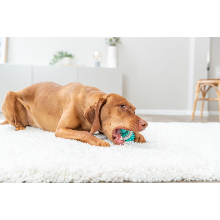 Denta Fun Rugby Ball