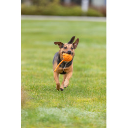 Ball Animal in display