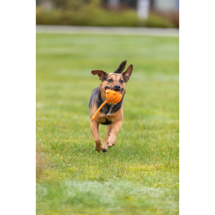 Ball Animal in display