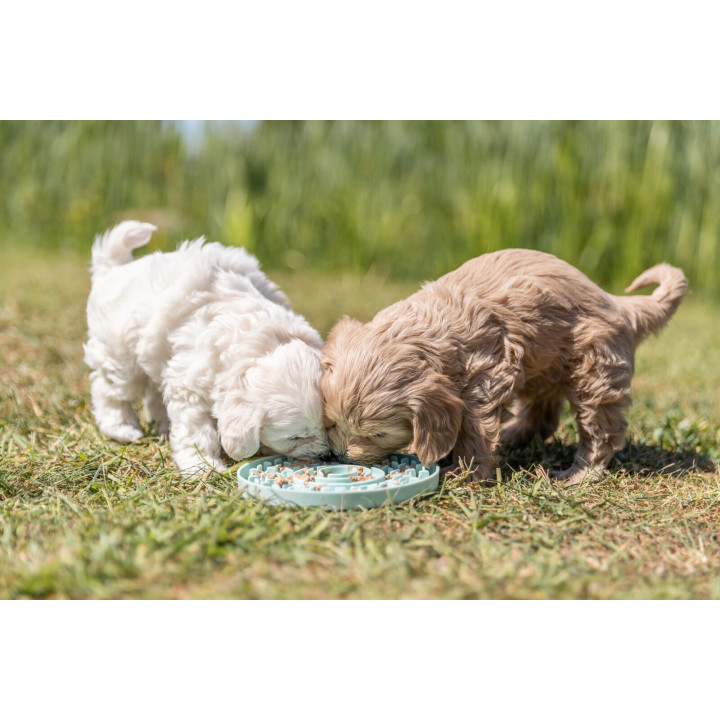 Junior Licking Plate