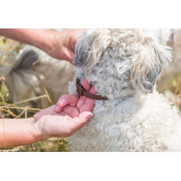 Flea and Tick Collar