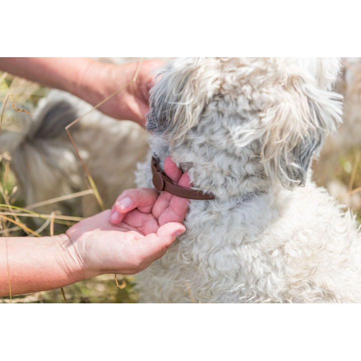 Flea and Tick Collar