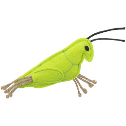 Insects in display