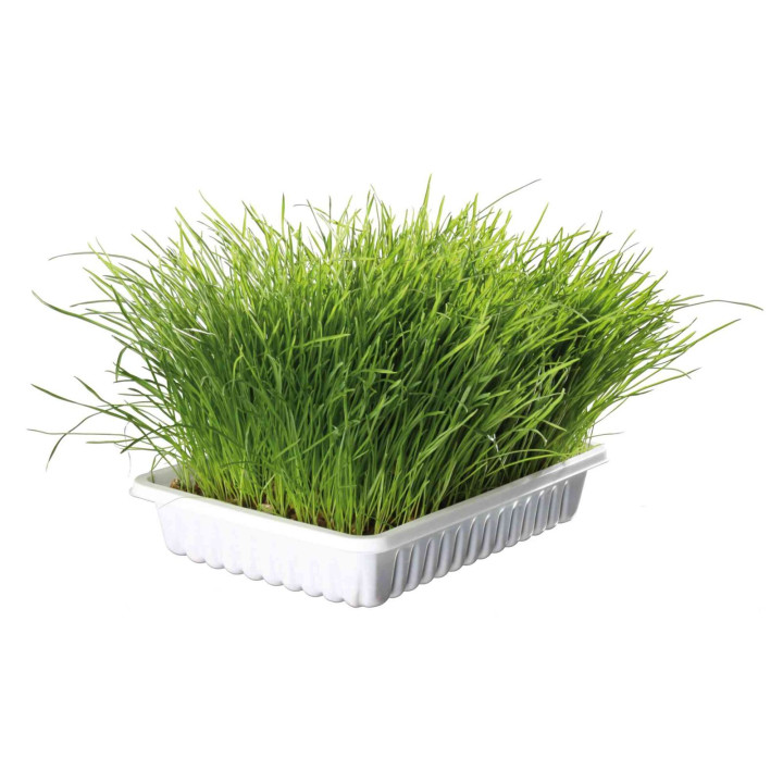 Soft Grass