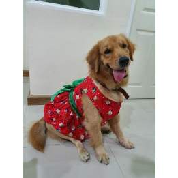 Doggy Dolly Dress