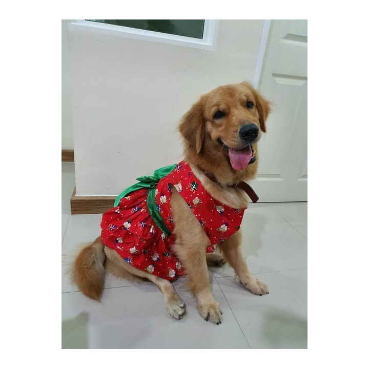 Doggy Dolly Dress