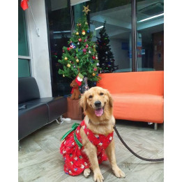 Doggy Dolly Dress