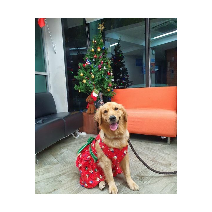 Doggy Dolly Dress