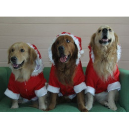 Doggy Dolly Santa boy