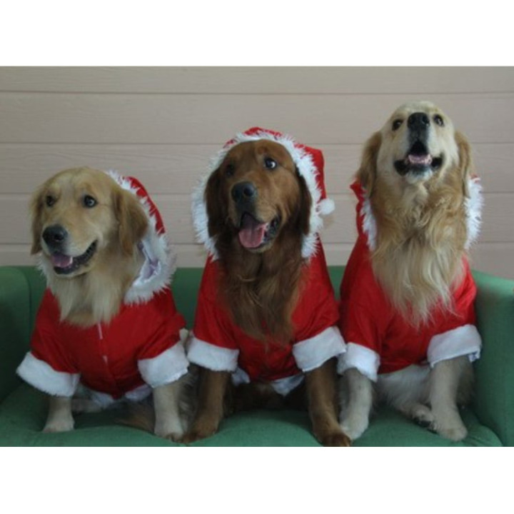 Doggy Dolly Santa boy