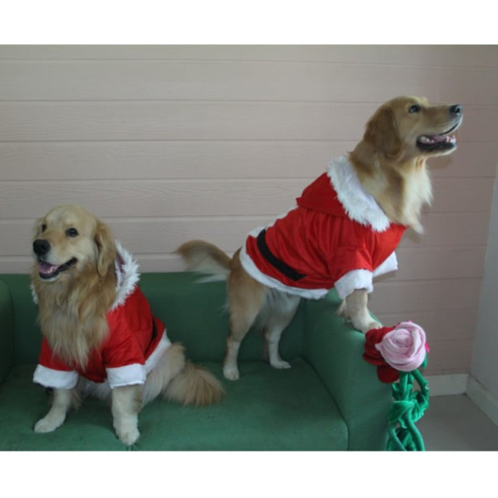 Doggy Dolly Santa boy