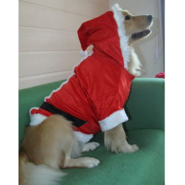 Doggy Dolly Santa boy