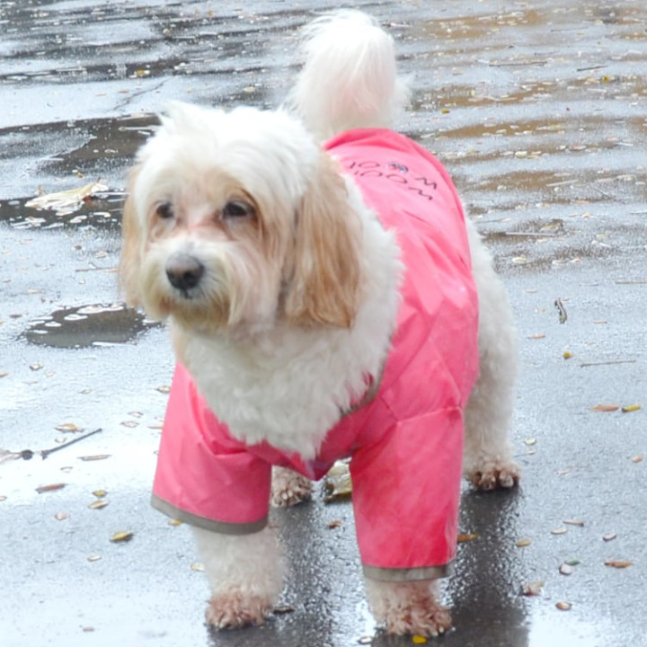 Doggy Dolly เสื้อกันฝนสีชมพู