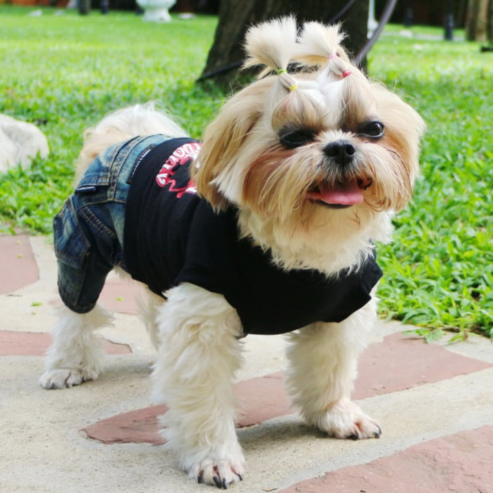 Doggy Dolly Heavy black