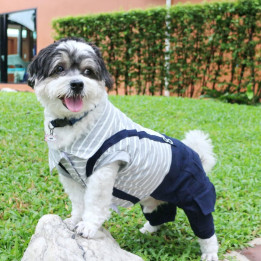 Doggy Dolly Casual grey stripe
