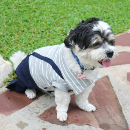 Doggy Dolly Casual grey stripe