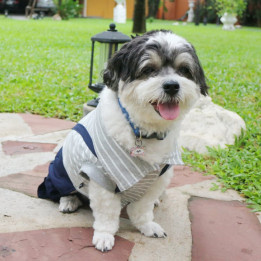 Doggy Dolly Casual grey stripe