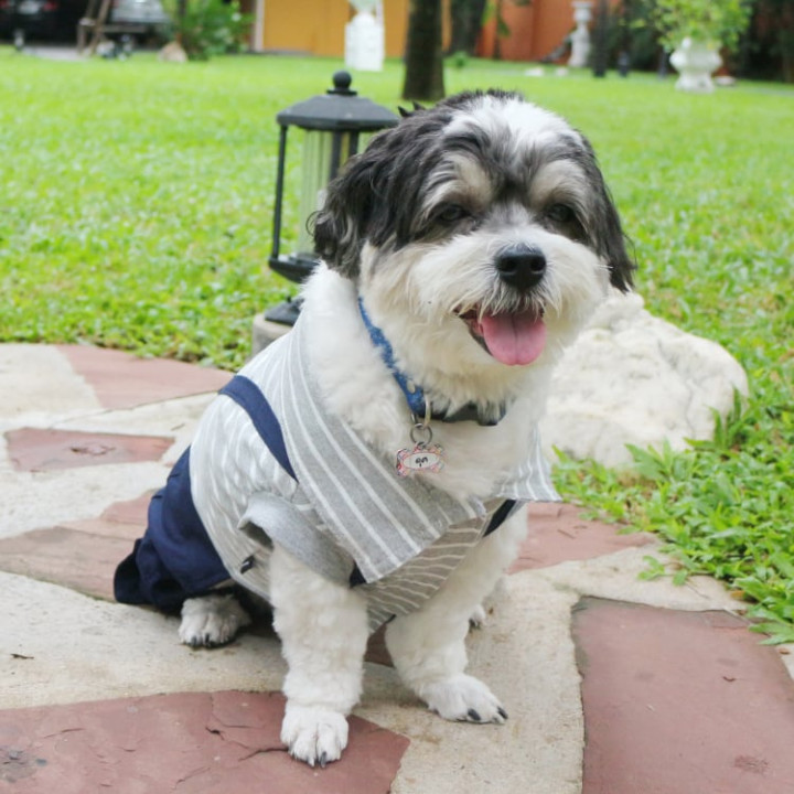 Doggy Dolly Casual grey stripe