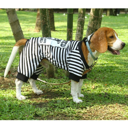 Doggy Dolly Casual wears