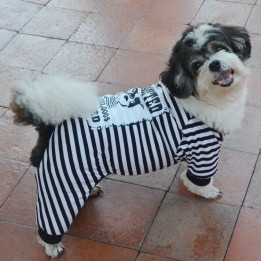 Doggy Dolly Casual wears