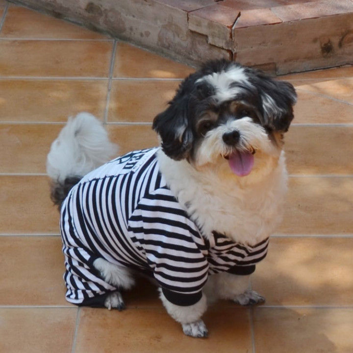Doggy Dolly Casual wears