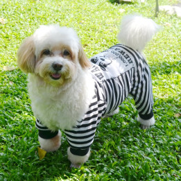Doggy Dolly Casual wears