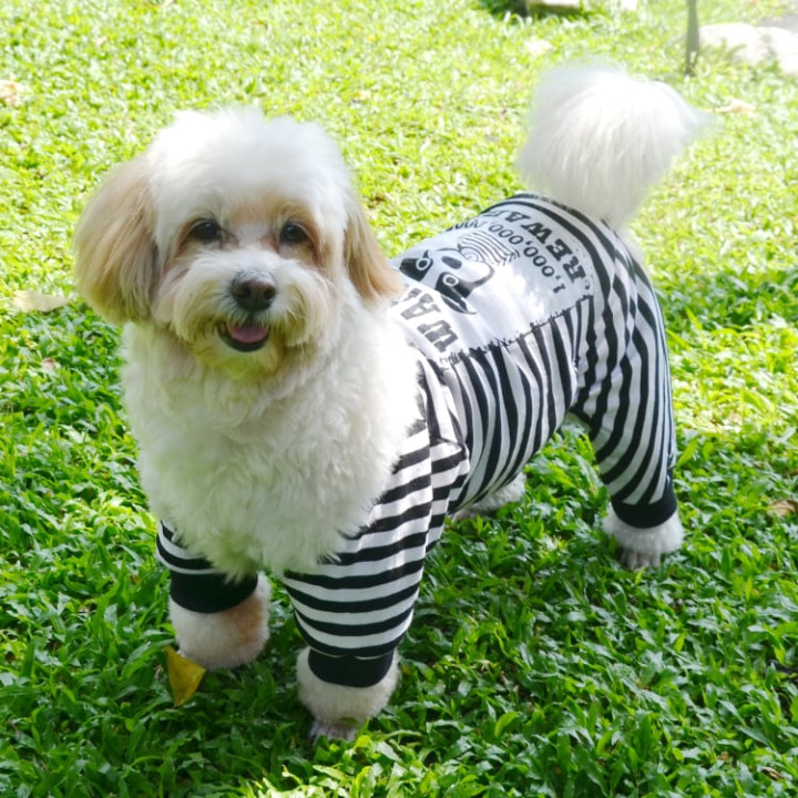 Doggy Dolly Casual wears