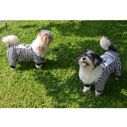Doggy Dolly Casual wears