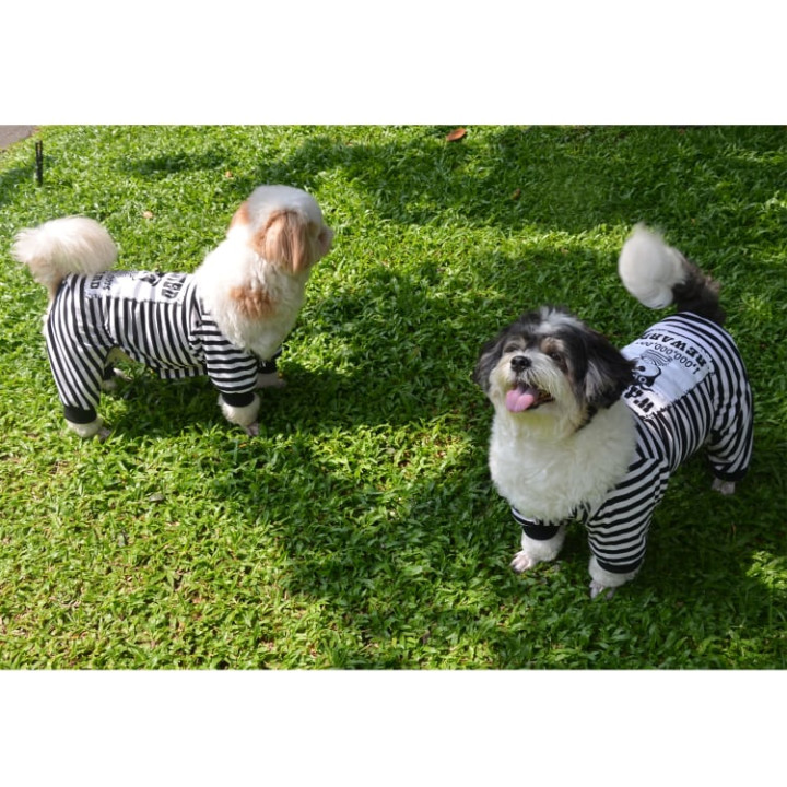 Doggy Dolly Casual wears
