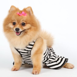 Doggy Dolly Casual wears