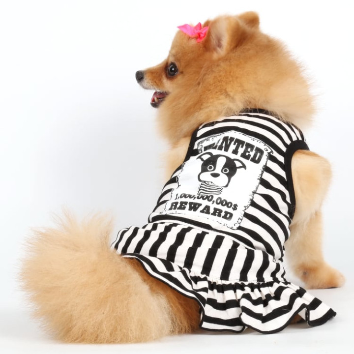 Doggy Dolly Casual wears