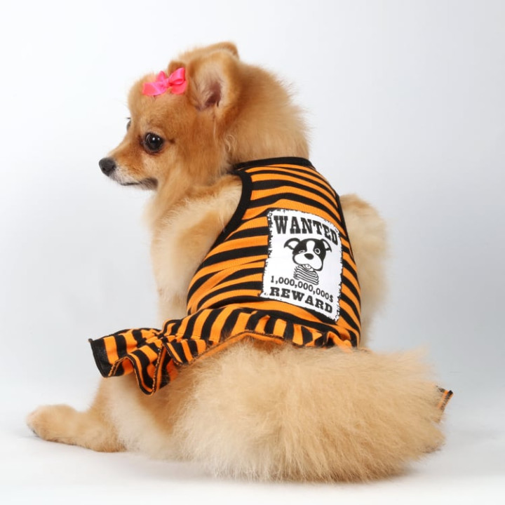 Doggy Dolly Casual wears