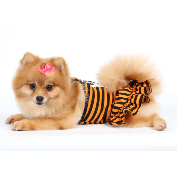 Doggy Dolly Casual wears
