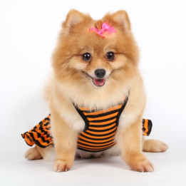 Doggy Dolly Casual wears