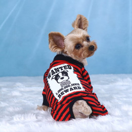 Doggy Dolly Casual wears