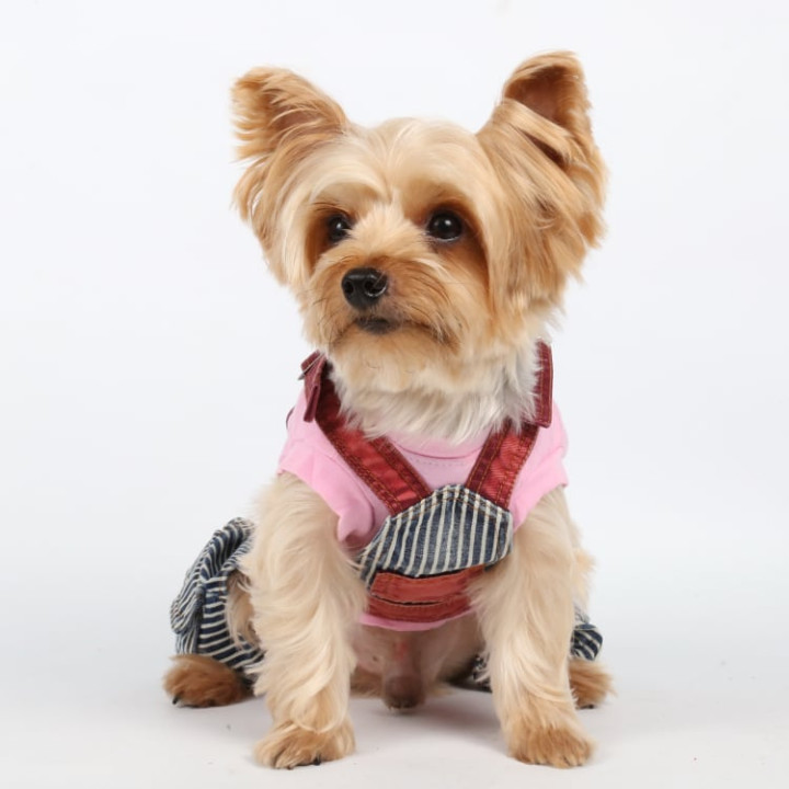 Doggy Dolly Casual