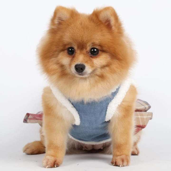 Doggy Dolly Fashion harness