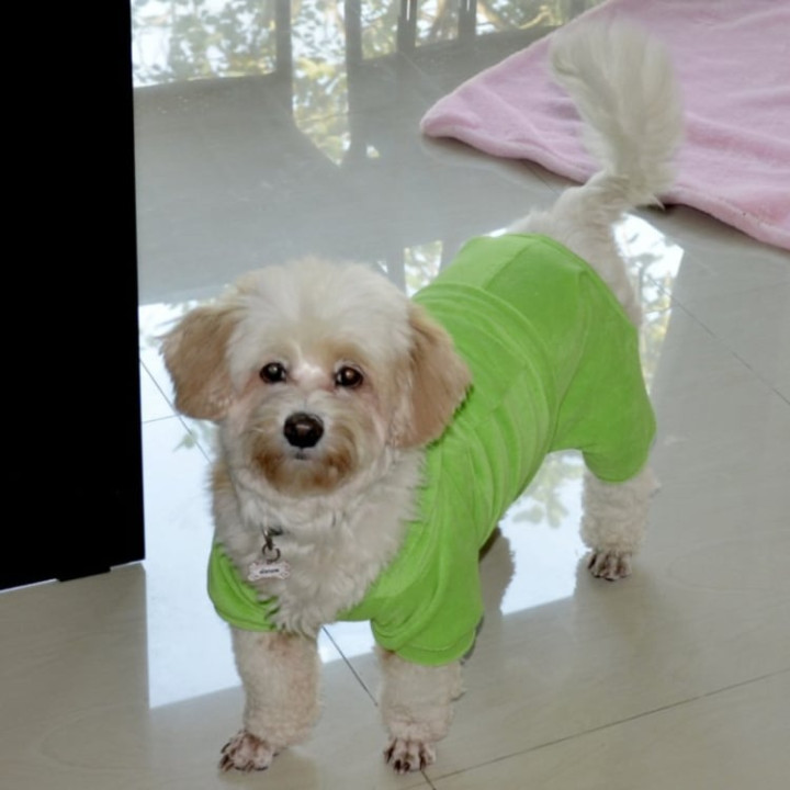 Doggy Dolly Winter coat & Pullovers