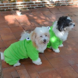 Doggy Dolly Winter coat & Pullovers