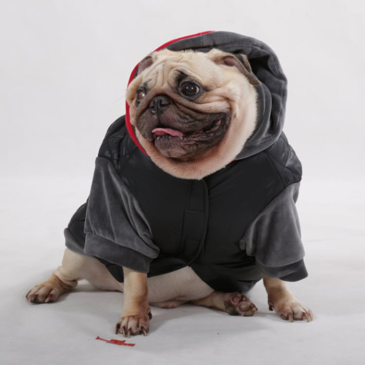 Doggy Dolly French Bull dogs,Pug Cloths