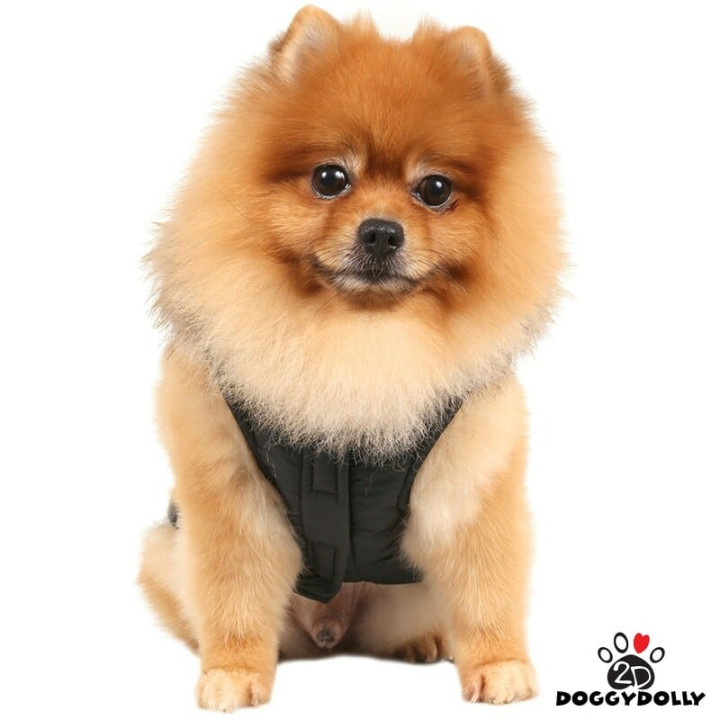 Doggy Dolly Black winter hoot