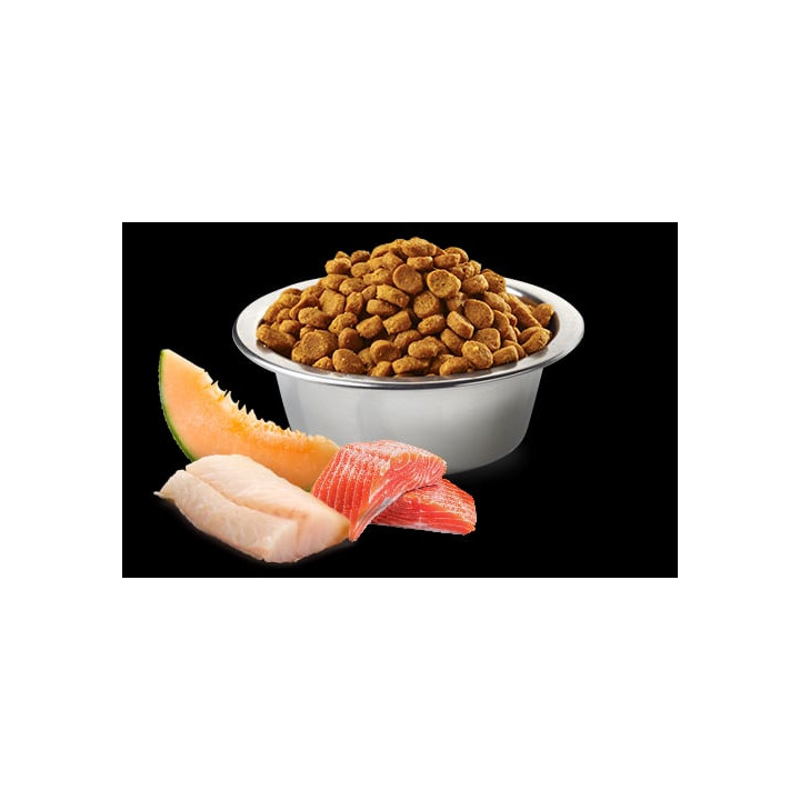 Salmon, Cod & Cantalupe Melon Adult Mini