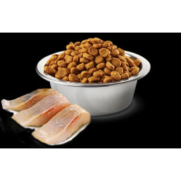 Neutered, Herring & Orange Adult