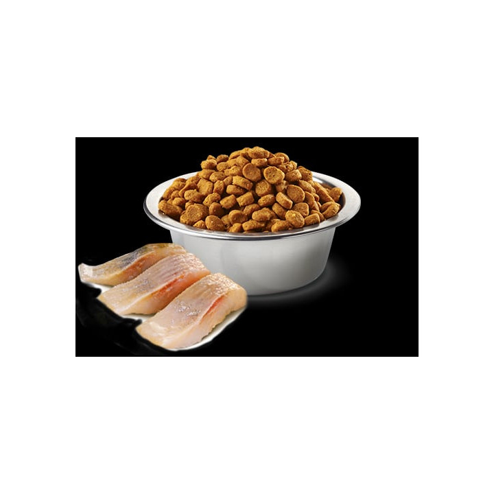 Neutered, Herring & Orange Adult