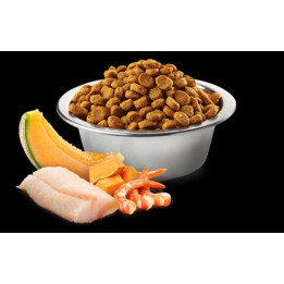 Cod, Shrimp, Pumpkin and Cantaloupe Melon Kitten