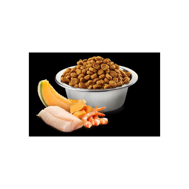 Cod, Shrimp, Pumpkin and Cantaloupe Melon Kitten