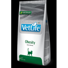 Obesity kedi