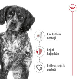 Medium Adult Yetişkin Köpek Kuru Maması 15 kg